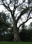 13918 Twisted tree.jpg